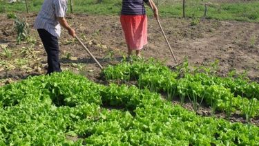 Reportan problemas en la ejecución de fondos destinados a la Agricultura Familiar