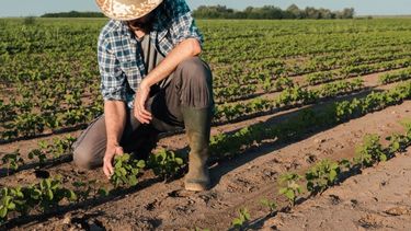 Piden al BCRA simplificar el financiamiento a productores rurales