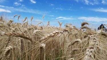 Subrayan que la sequía no impedirá abastecer el mercado interno