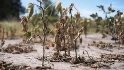 Declararon la emergencia agropecuaria en Santiago del Estero por sequía