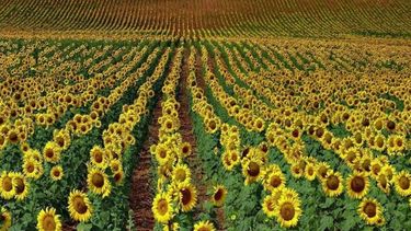 La siembra de girasol entrerriana llegó a su punto más alto en 12 años