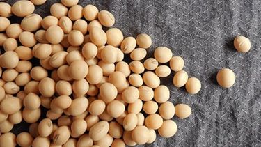 La soja cayó más de 6 dólares e interrumpió la tendencia alcista en Chicago