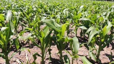 Avanzó 35% la siembra de maíz en la zona núcleo