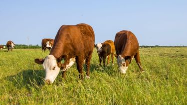 La faena diaria alcanzó las 55,1 mil cabezas.