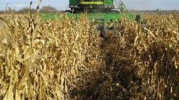 Empresas estadounidenses importarán 600.000 toneladas de maíz argentino