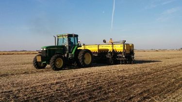 Estiman que superficie sembrada con trigo caerá un 8%