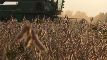 Estudian como mejorar rindes y calidad de la soja