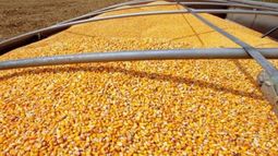 USDA bajó su estimación sobre la cosecha mundial de granos