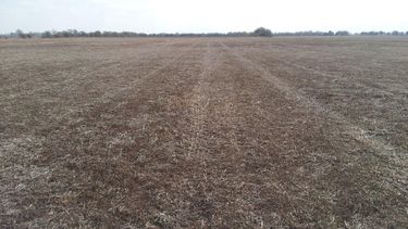 El tratamiento adecuado de las malezas.