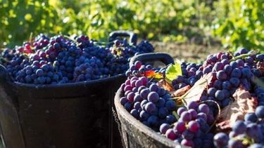 Impuestos causaron una pérdida de U$S 3 mil millones a la industria vitivinícola