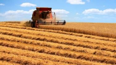 Reportan grandes avances para la cosecha de trigo