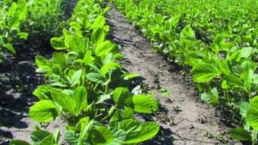 Ya se implantó un 20 por ciento del área estimada de soja
