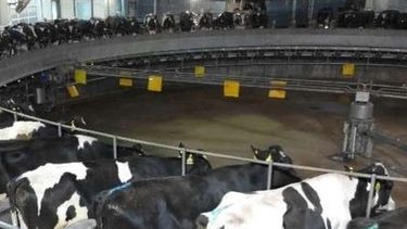 Tambos: aumentó de la incidencia energía eléctrica en los costos de producción