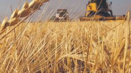 Destacan el momento "formidable" del trigo argentino