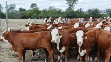 La faena de vacunos se redujo más de 14 por ciento en noviembre