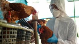 Medidas extraordinarias ante la emergencia por influenza aviar