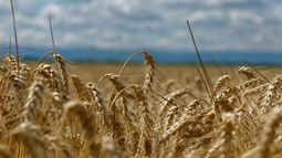 Los granos repuntaron en Chicago y el trigo ganó más de US$ 10