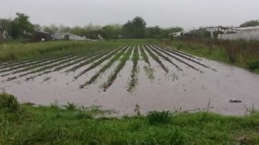 Créditos blandos para productores frutihortícolas platenses