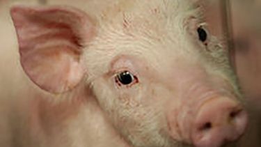 Fiebre porcina en China sacude los mercados globales de alimentos