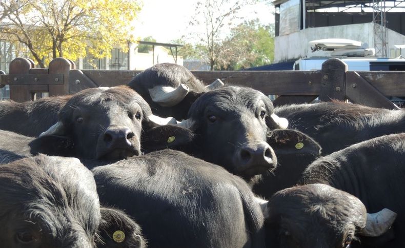 Los animales en venta.