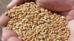 Cayó la soja pero el trigo sigue repuntando