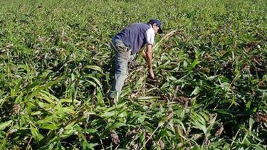 Registran expectativas poco alentadoras para actividades agropecuarias