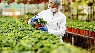 El punto central es construir sistemas alimenticios verdes, resilientes e inclusivos.