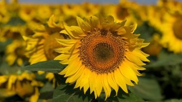 Buenas noticias para el girasol en la zona bahiense