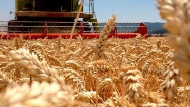 La cosecha de trigo contrarrestará las subas del gasoil y los impuestos