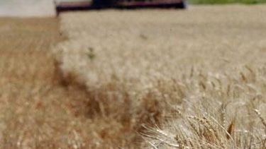 Nuevo récord para el trigo de alta calidad