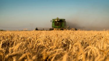 El clima seco permite concluir la cosecha de trigo