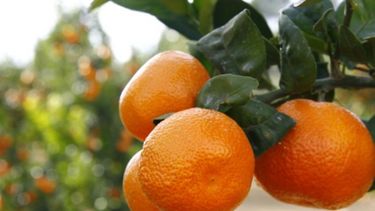 Consumidores pagan por una mandarina 19 veces más de lo que cobra el productor