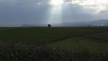 Lluvias del fin de semana fueron buenas para la soja y el maíz de Argentina