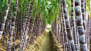 Elevan los cupos de bioetanol elaborado con caña de azúcar