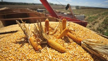 Creen que la producción nacional de maíz llegará a las 45 millones de toneladas