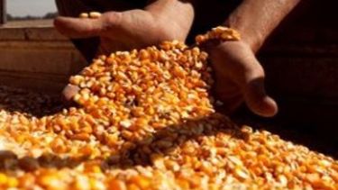 Recibidores de granos reclaman a empresarios "salarios dignos"