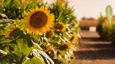 Podrían perderse más de 660.000 hectáreas de cultivos de granos en Córdoba