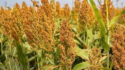 La estrategia para mejorar la eficiencia y productividad de los productores.&nbsp;