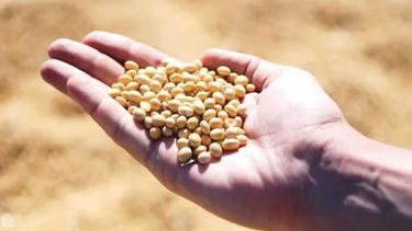 La venta de soja tuvo su peor agosto en 17 años