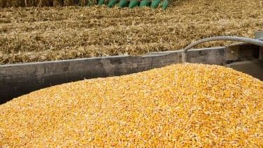 Nueva cosecha nacional de maíz impondría un récord