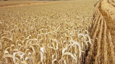 Especialistas recomiendan definir la estrategia de producción de trigo