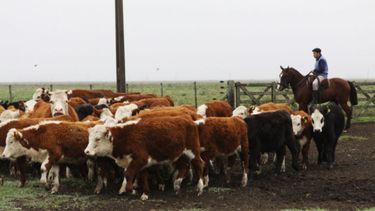 La faena de ganado subió 4% en septiembre