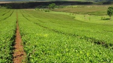 El campo generaría más de U$S 9 mil millones más que en la última cosecha