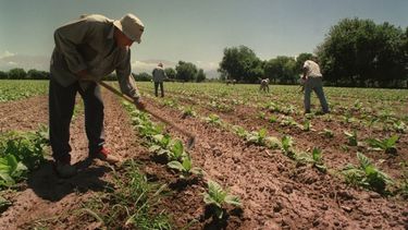 Aumentaron la prestación por desempleo para los trabajadores rurales a $21.600