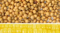 Los precios de los granos bajaron en un mercado deprimido