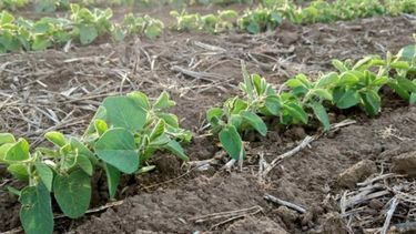 Lluvias recientes mejoraron las siembras tardías de soja y maíz