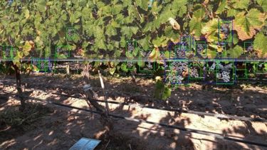 Utilizan IA para mejorar el pronóstico de cosecha en los viñedos