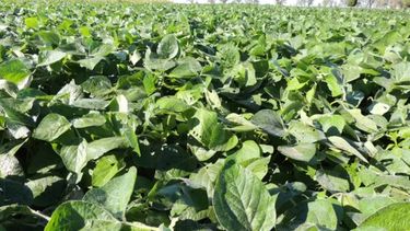 La producción de cereales proyectada es de 77,8 millones de toneladas.