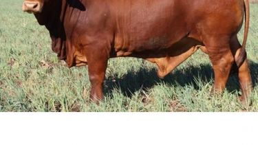 Desarrollan una nueva línea de ganado criollo