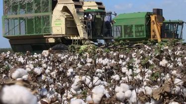 Los rendimientos del algodón se mantuvieron en los valores de semanas anteriores, con mínimos de entre 1.000 y 1.100 kilogramos por hectárea.